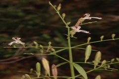 Andrographis paniculata